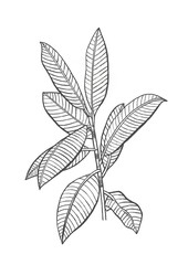 Black and white Hand Drawing rubber plant (ficus elastics, the rubber fig, Indian rubber bush) isolated on white background for decoration art print