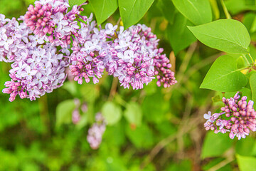 Beautiful smell violet purple lilac blossom flowers in spring time. Close up macro twigs of lilac selective focus. Inspirational natural floral blooming garden or park. Ecology nature landscape