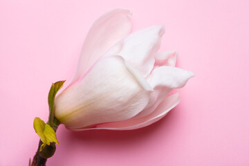 beautiful white magnolia flower isolated on pink, floral background, still life