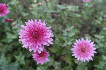 Obraz premium 3 pink flowers of Chrysanthemums in November