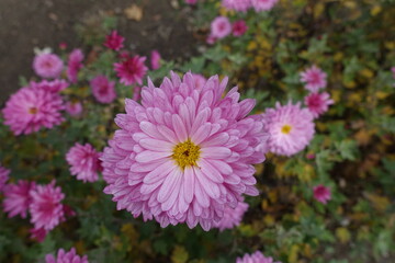 Close shot of double pink flower of Chrysanthemum in November