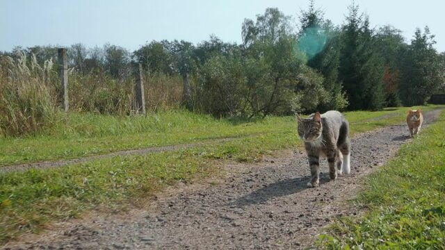 gray domestic cat is walking along a dirt road.