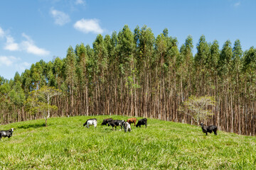 Plantação de eucalipto em área rural de Guarani, estado de Minas Gerais, Brasil © Ronaldo Almeida