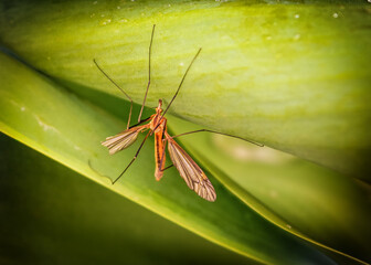 Crane fly perching on a green leaf - Powered by Adobe