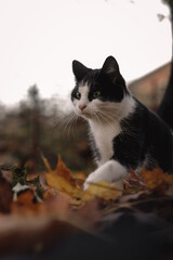 Vertical shot of a cat walking carefully over wet leaves in the autumn, making a funny face expression in the process