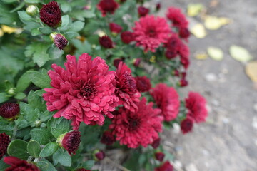 Close view of red flowers of Chrysanthemums in October