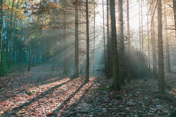 Fogy autumn forest, moody nature mist and sunlight