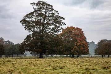 large tree blue sky