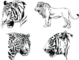 vector drawings sketches different predator , tigers lions cheetahs and leopards are drawn in ink by hand , objects with no background