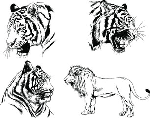 vector drawings sketches different predator , tigers lions cheetahs and leopards are drawn in ink by hand , objects with no background