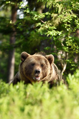 brown bear portrait in sunny forest at summer
