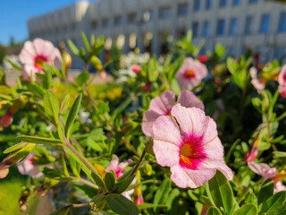 Petunia on the background of the sun