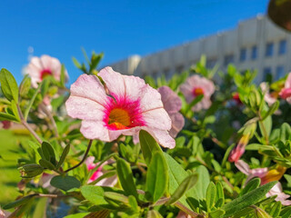 Petunia on the background of the sun