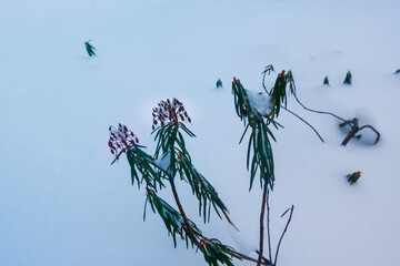 Russia.Karelia.Kostomuksha. There is a green twig in the snow. January, 24. 2021.