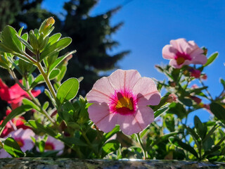 Petunia on the background of the sun