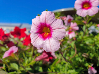 Petunia on the background of the sun