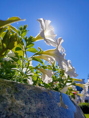 Petunia on the background of the sun