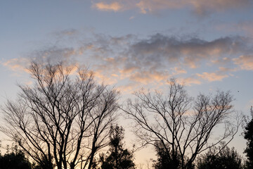 Fototapeta na wymiar 冬の早朝の公園の木々のシルエット