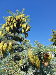 Picea pungens. Yaroslavl. Sunny summer morning in Demidovsky Square. Young branches of spruce.