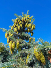 Picea pungens. Yaroslavl. Sunny summer morning in Demidovsky Square. Young branches of spruce.