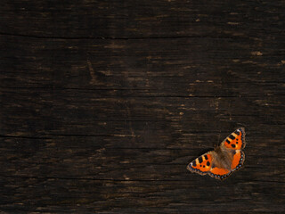 Roter Schmetterling auf einer dunklen Holzwand