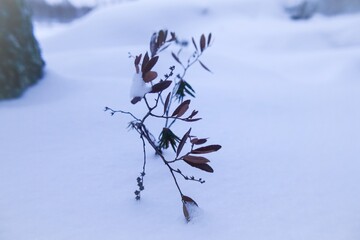 Russia.Karelia.Kostomuksha. A beautiful twig with leaves peeks out from under the snow. January, 21.2021.