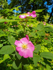 A delicate flower of wild rose. Yaroslavl. Beautiful summer day.