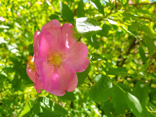 A delicate flower of wild rose. Yaroslavl. Beautiful summer day.
