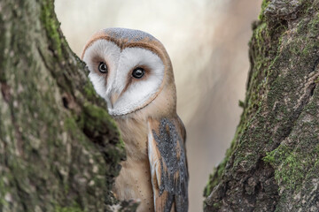 Fine art portrait of Barn owl female (Tyto alba)