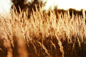 Steppe grass at sunset against the sun