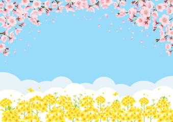 Fototapeta na wymiar 桜と菜の花畑 青空バックの背景イラスト（横長 A3・A4比率）