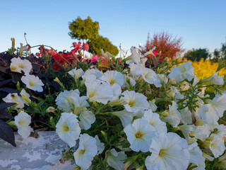 Petunia on the background of the fountain jets
