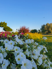 Petunia on the background of the fountain jets