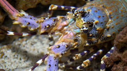 Colorful Langouste Rock Lobster Underwater
