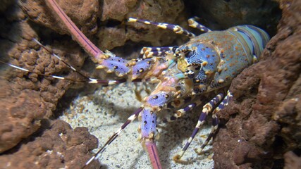 Colorful Langouste Rock Lobster Underwater