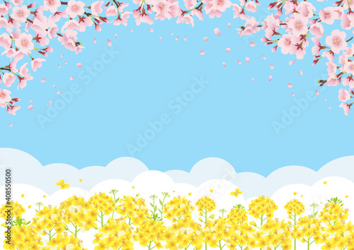桜と菜の花畑 青空バックの背景イラスト 横長 A3 比率 Background Wall Mural Backgrou Pp7