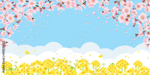 桜と菜の花畑 青空バックの背景イラスト 横長 2 1比率 Wall Mural Pp7