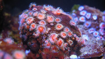 Colorful Corals Polyps on Shallow Water Coral Reef Close-up