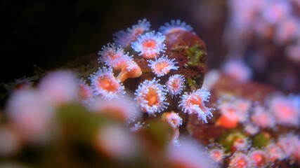 Colorful Corals Polyps on Shallow Water Coral Reef Close-up