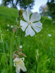 Silene latifolia; melandrium album in the Park on Strelka in Yaroslavl. Close-up.