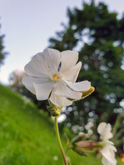 Silene latifolia; melandrium album in the Park on Strelka in Yaroslavl. Close-up.