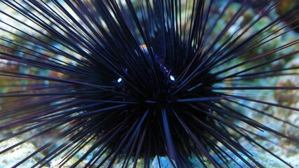 Sea Urchin at Seabed Diadema Setosum