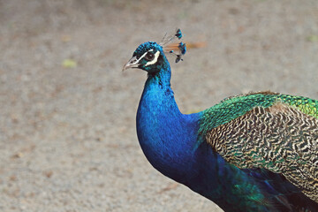 Pfau