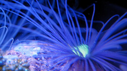 Obraz premium Coral Reef Polyp Long Blue Tentacles Feeding