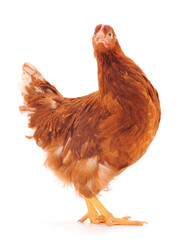 Brown hen isolated.