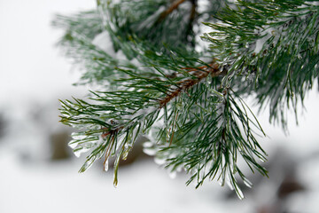 Evergreen Christmas or Fir or Spruce tree branch with fresh snow. Christmas Holidays, Winter Background. Copy space. Selective focus..