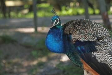 Fototapeta premium Pfau