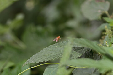 Schnepfenfliege