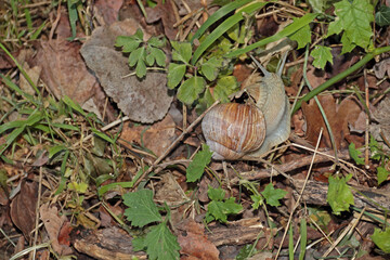 Weinbergschnecke
