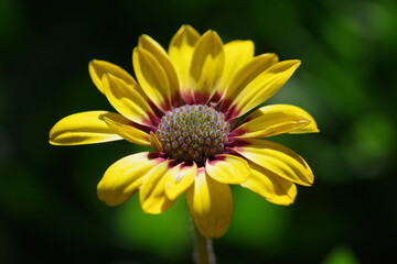 Primer plano en macro de una flor de Dimorphoteca Ecklonis.